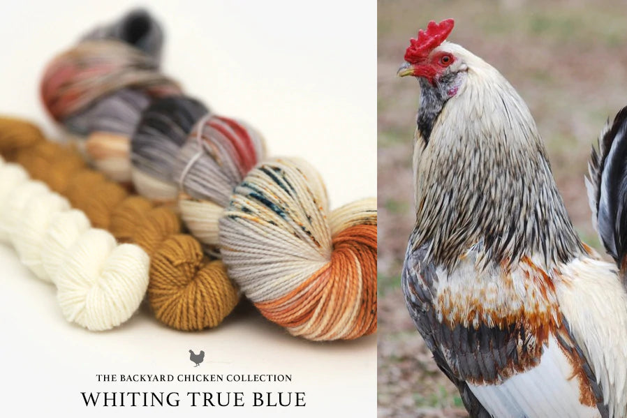 Hue Loco - Backyard Chicken/Rooster Collection